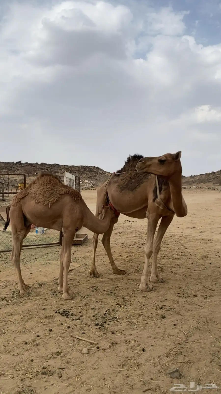 خلفة كفو هديه ماتتحرك تحتها قعود عمره 7 شهور ثاني حاشي لها 8