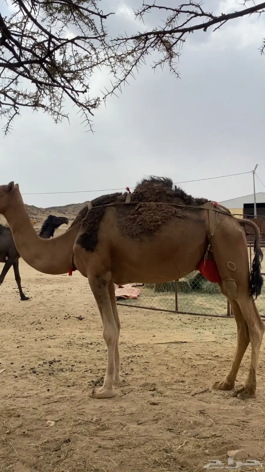 خلفة كفو هديه ماتتحرك تحتها قعود عمره 7 شهور ثاني حاشي لها 1