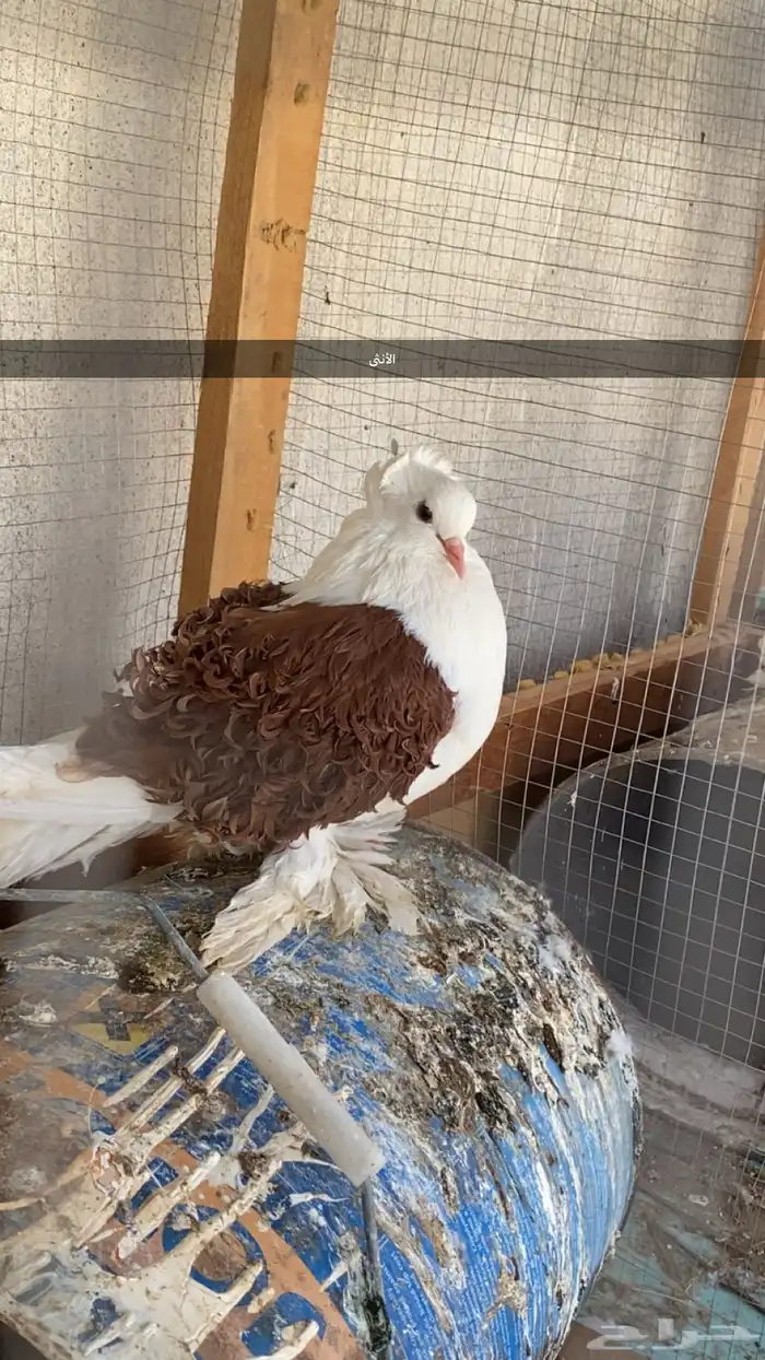 طيور 1