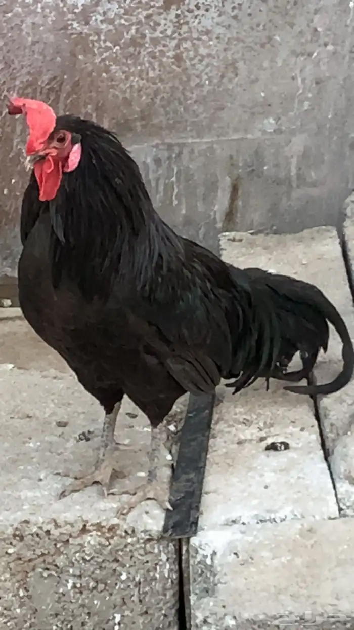 دجاج 3