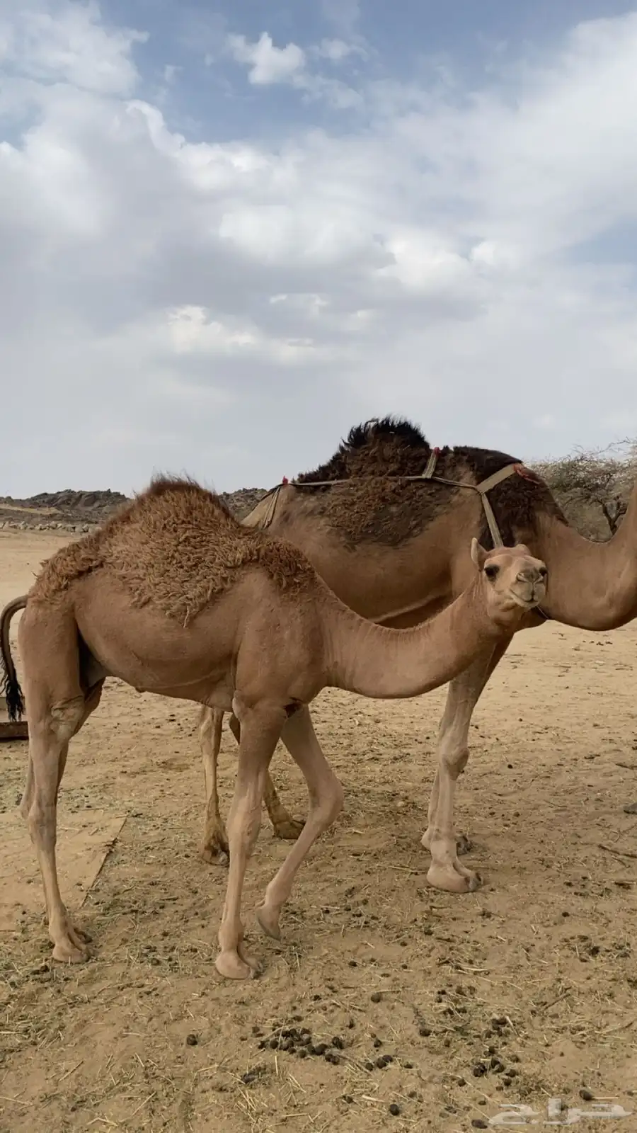 خلفة كفو هديه ماتتحرك تحتها قعود عمره 7 شهور ثاني حاشي لها 9