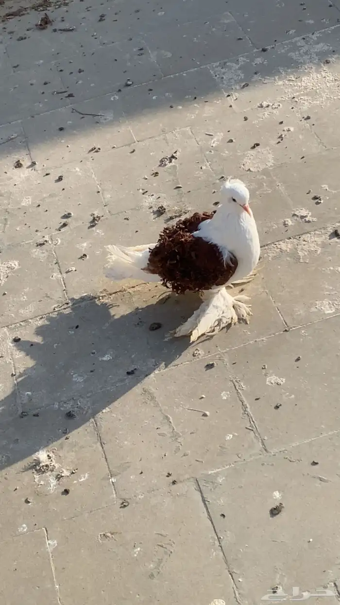 طيور 2