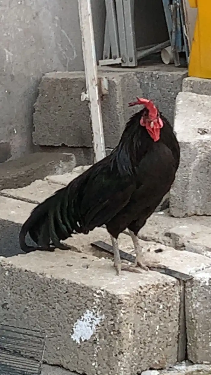 دجاج 2