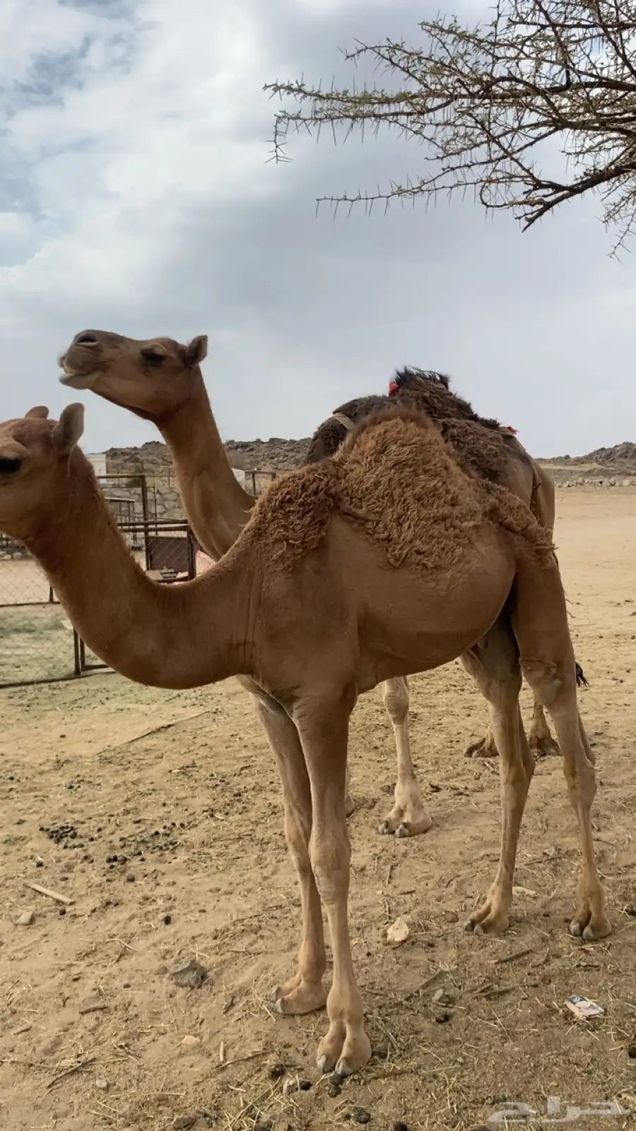 خلفة كفو هديه ماتتحرك تحتها قعود عمره 7 شهور ثاني حاشي لها 4