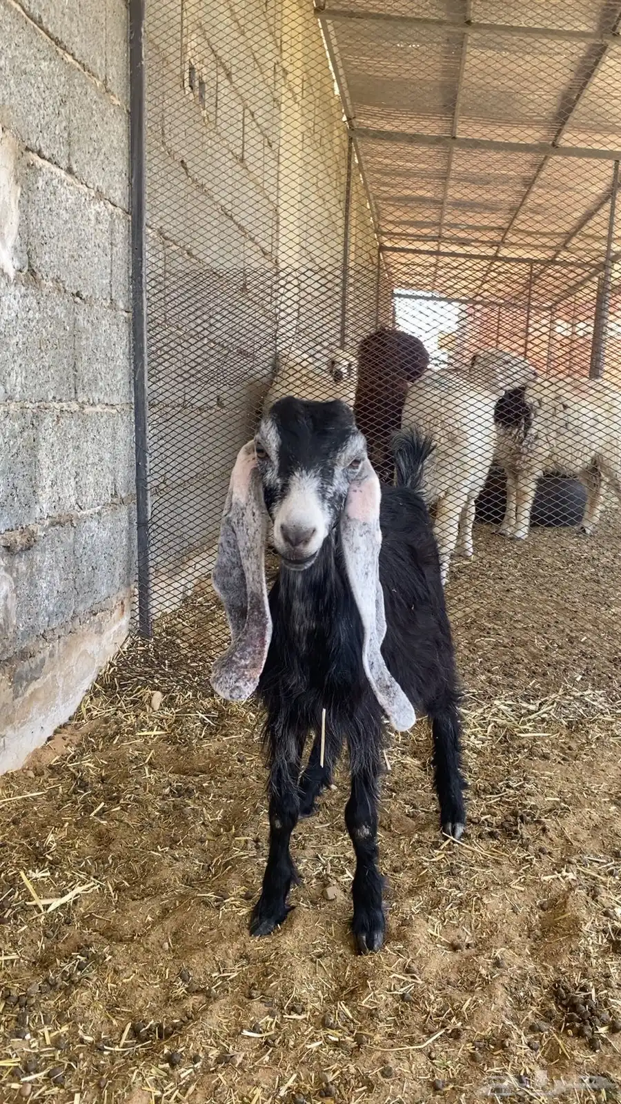 جفره عارضية عمر اربع شهور سمين وصحتها شرط. البيع على السوم 0