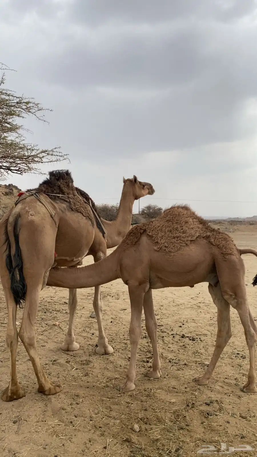 خلفة كفو هديه ماتتحرك تحتها قعود عمره 7 شهور ثاني حاشي لها 6
