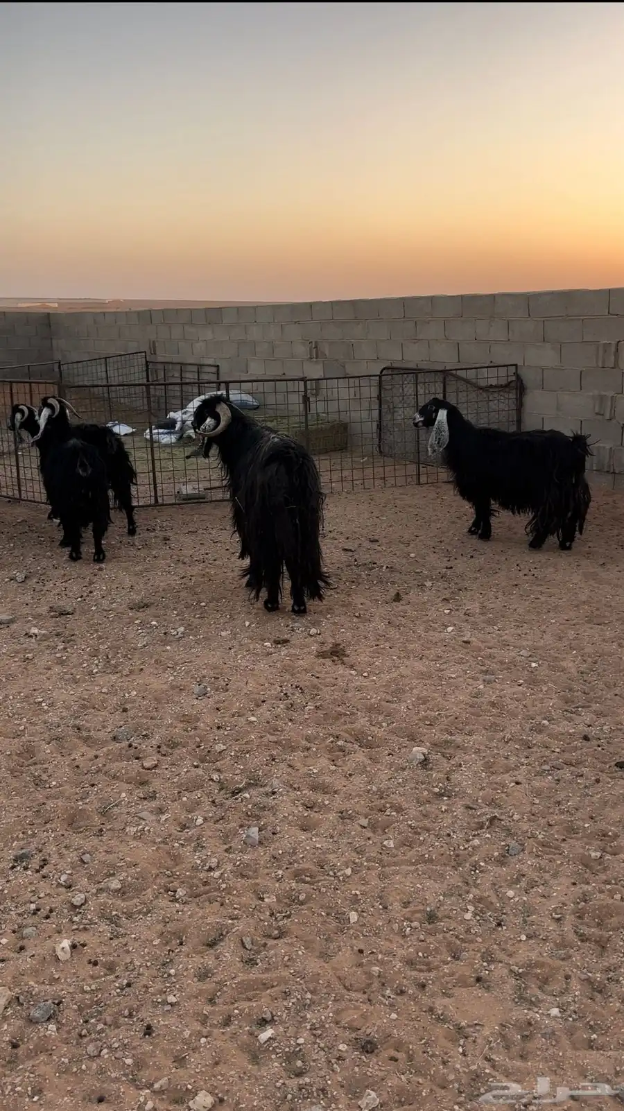 معزا مراح للبيع 12