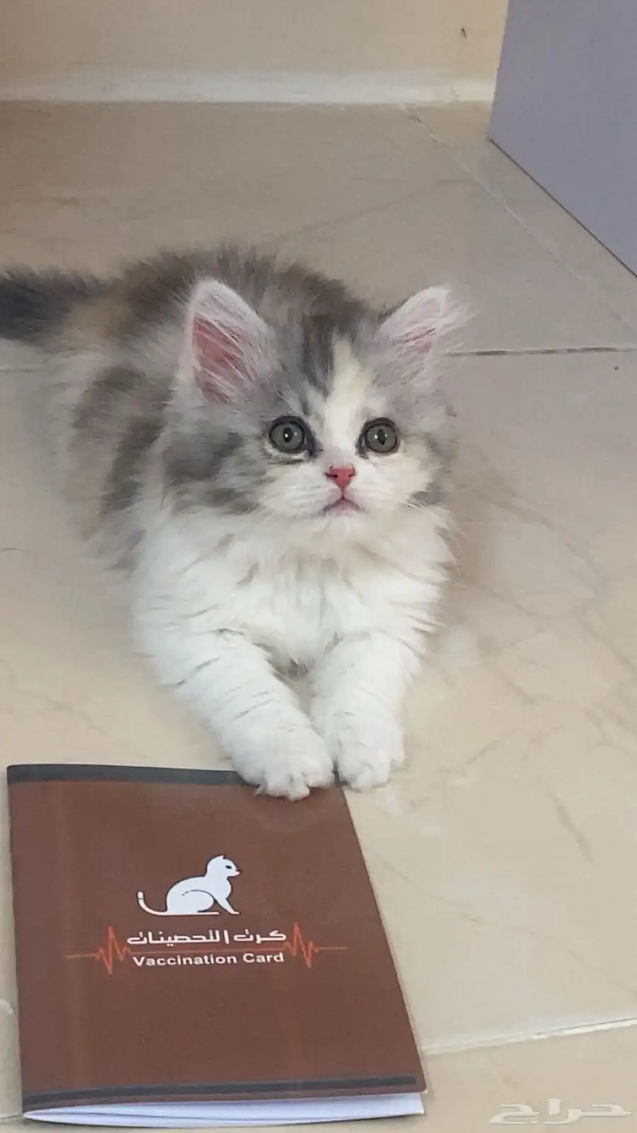 قطوه 0