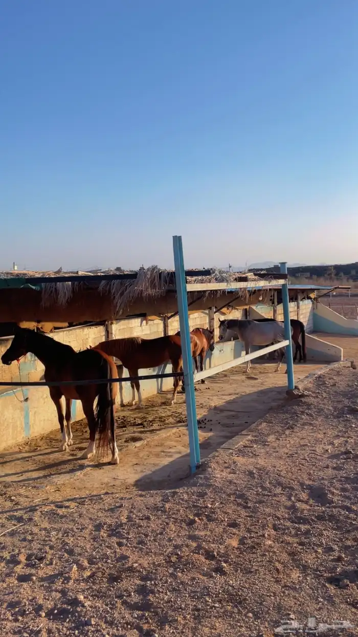مربط الراحة للخيل العربية الاصيلة 6