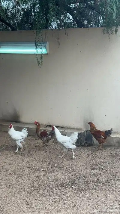 ديكه كفو للبيع 0