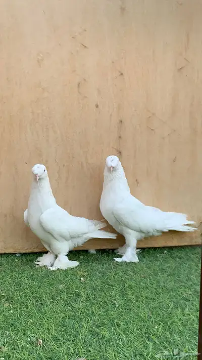 حمام تركي 2