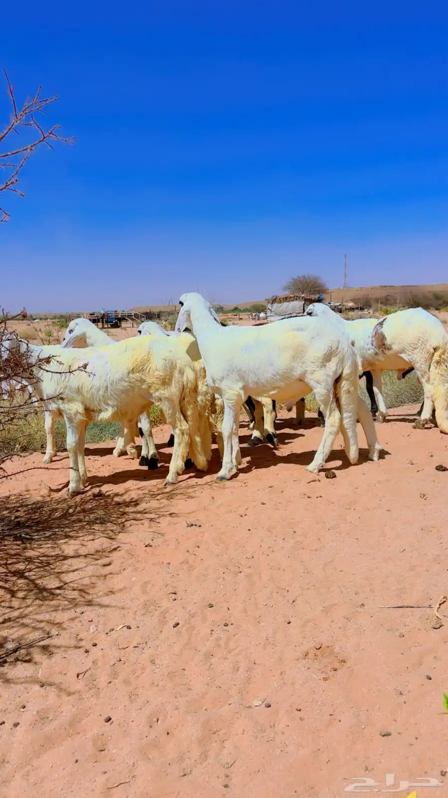 سواكن جذعان شبيه الحري 14