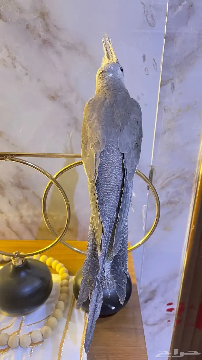 كروان هولندي 1