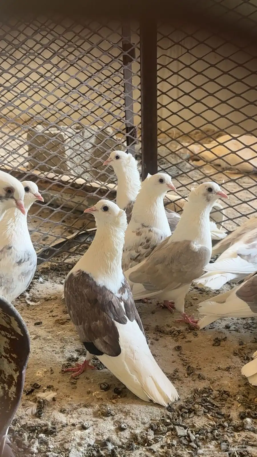 حمام منتج 4