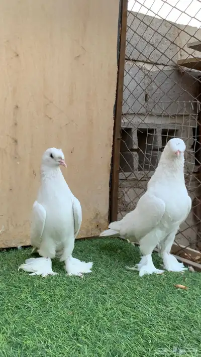 حمام تركي 0