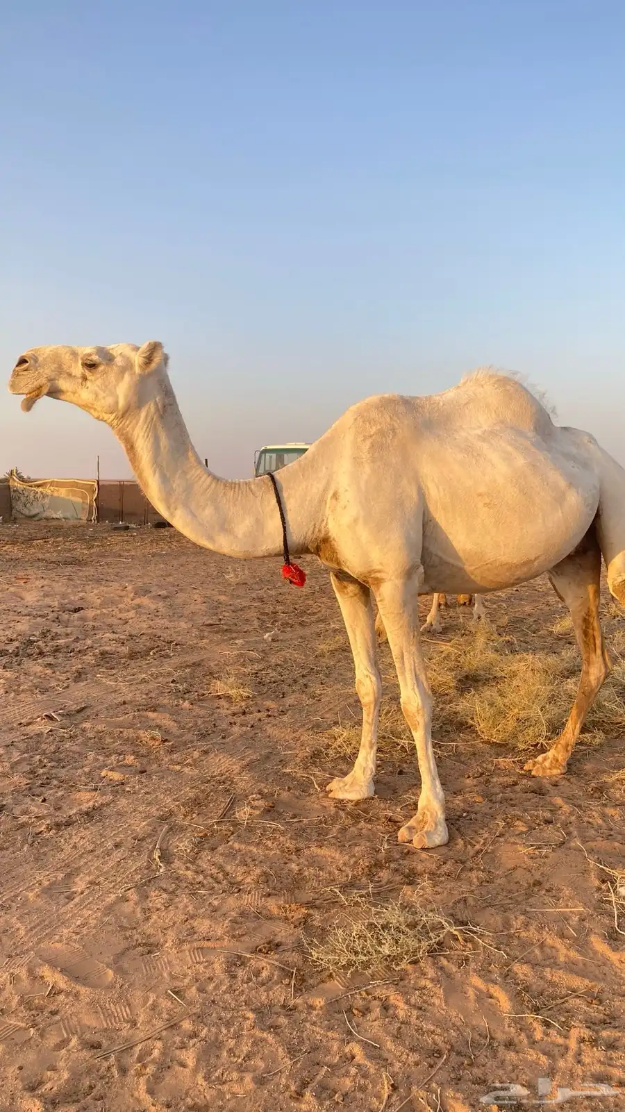 ناقة طيبه و هدية 2