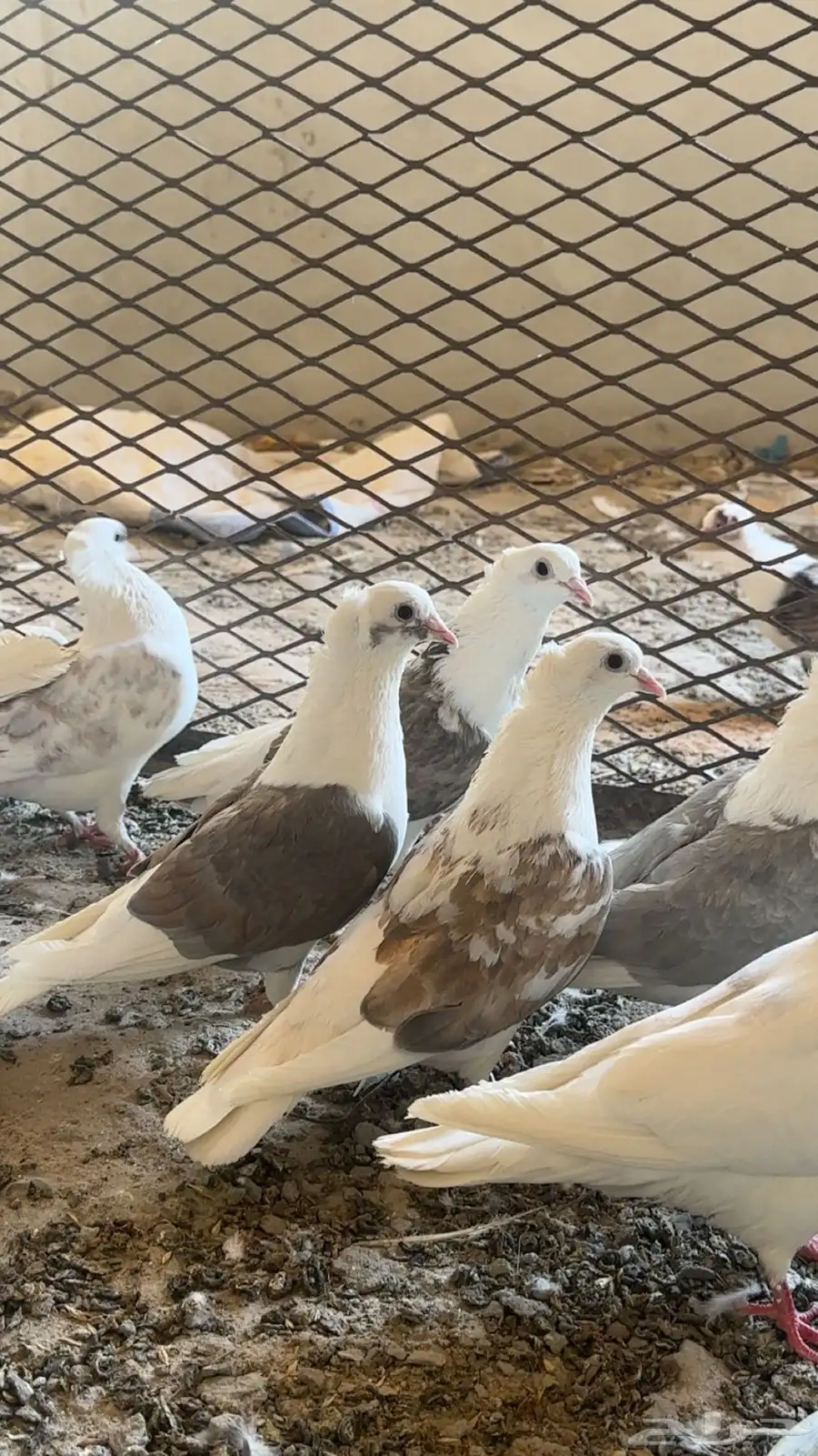 حمام منتج 3