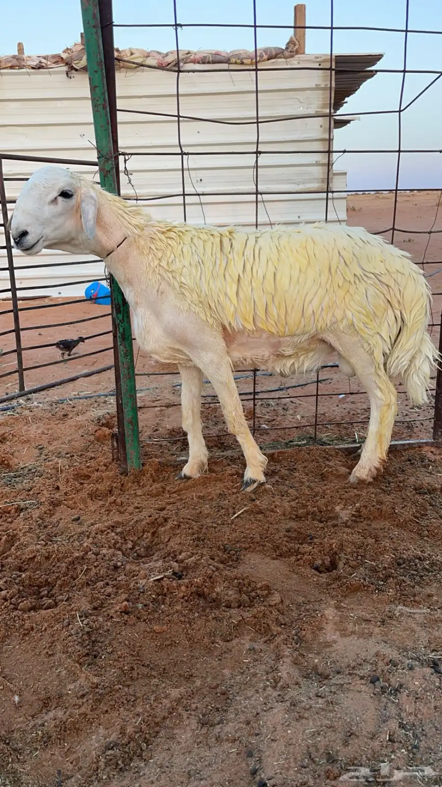 مشروع فحل حري 0