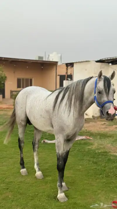 حصان واهو مكس جمال ركوب 1