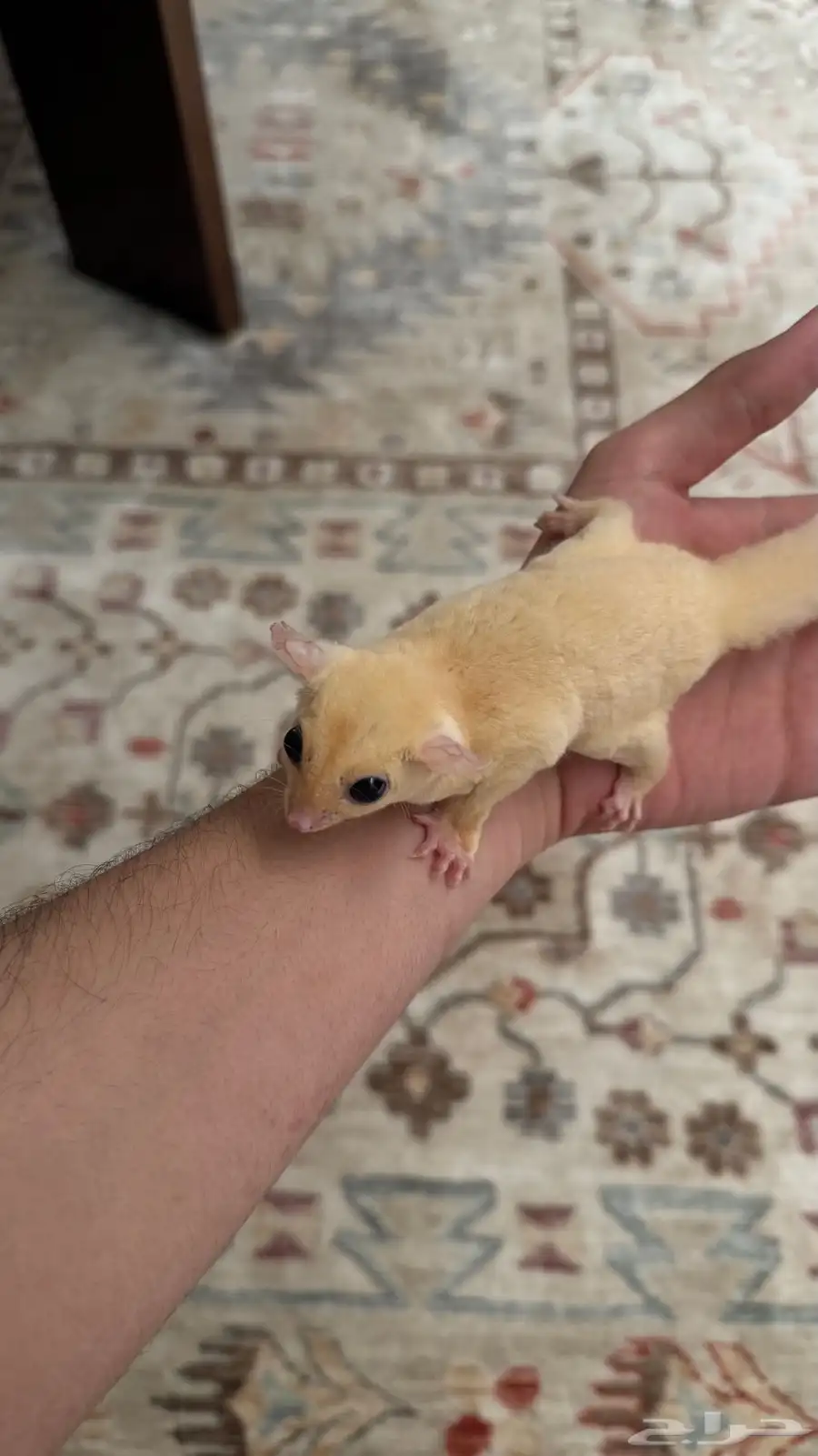 سنجاب شوقر قلايدر 1
