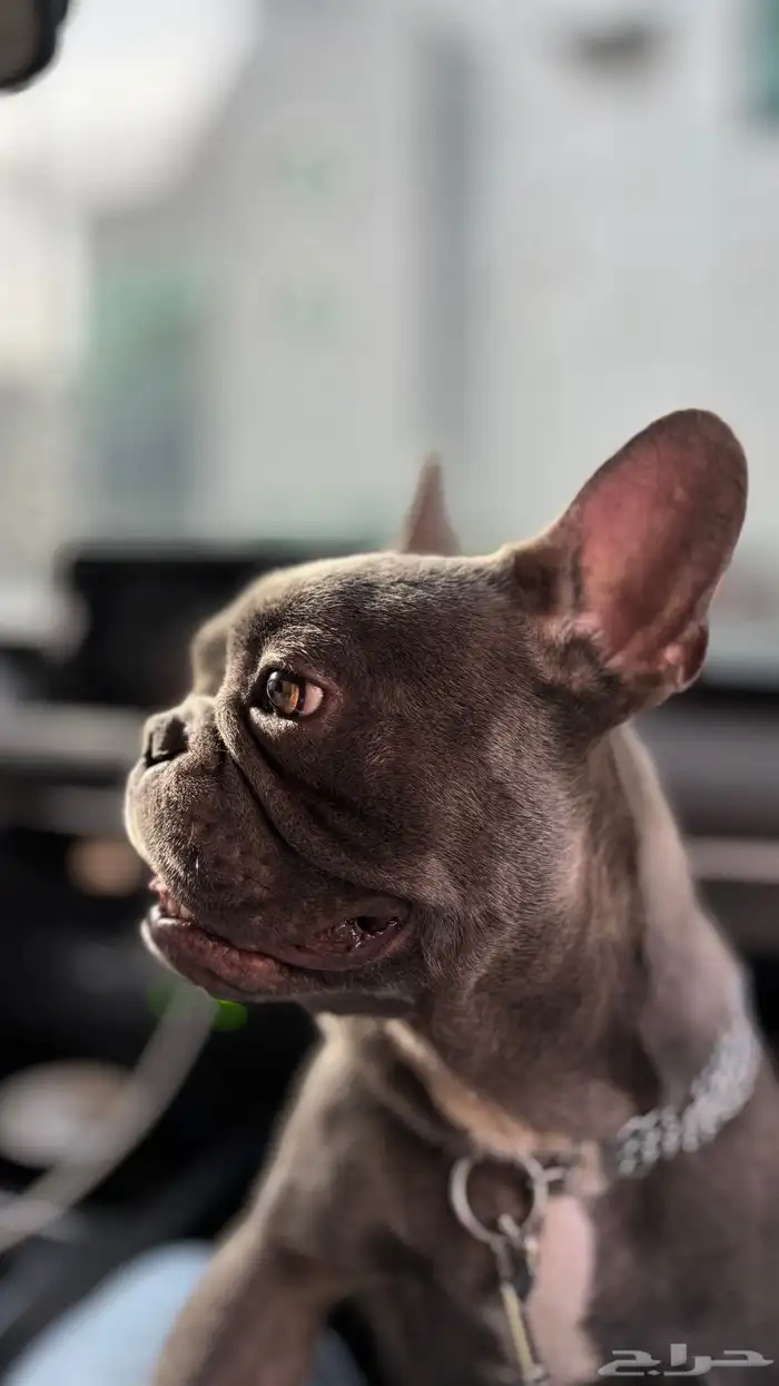 للبيع   كلب French Bulldog بيور ومميز جدا 4
