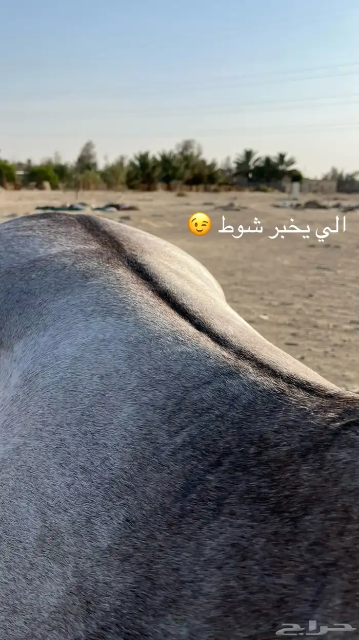 حصان واهو بطل 9