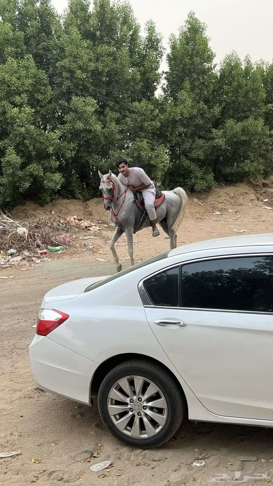 حصان واهو شيخ 4