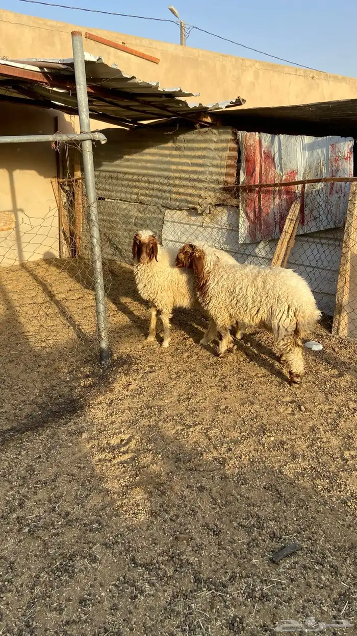 رخال نعيم 2