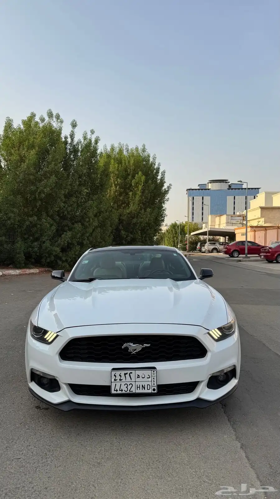 موستنج 2016 1