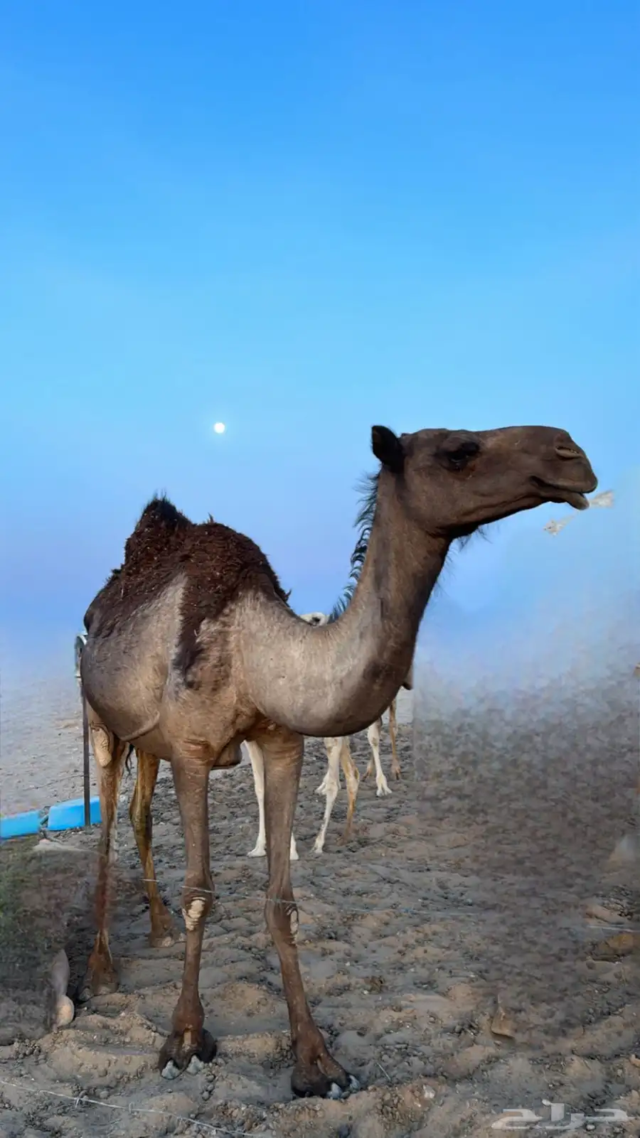 ناقه خلفه مجهم ام ثاني 0