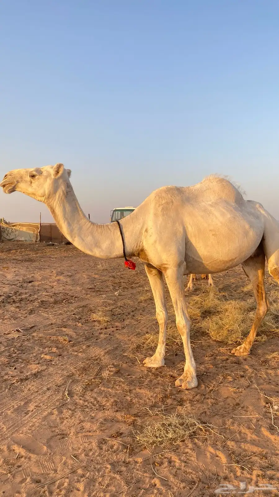 ناقة طيبه و هدية 3