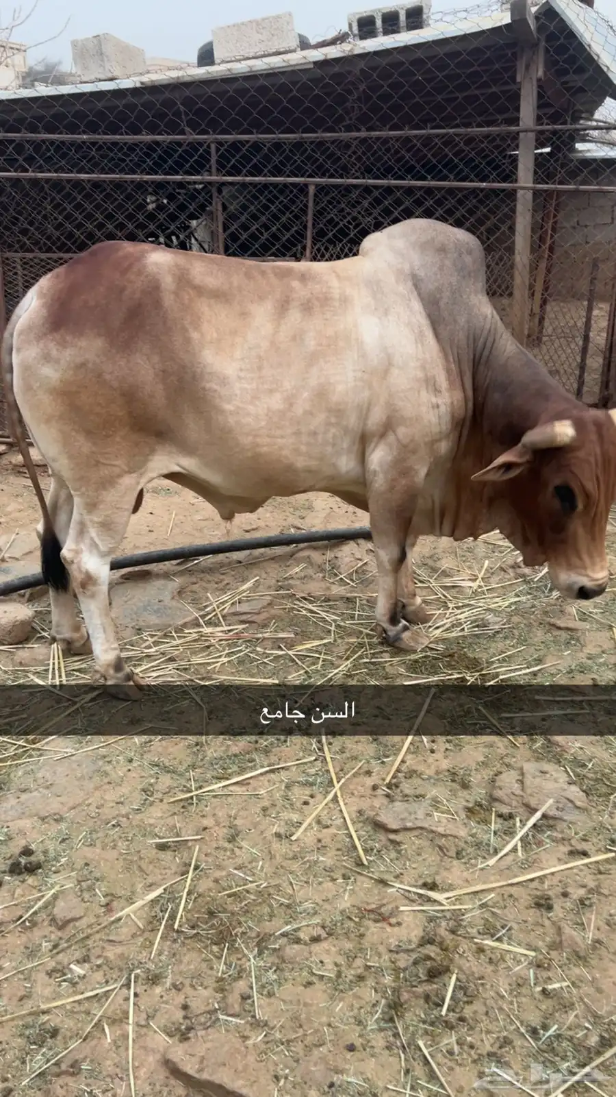 بقر للبيع 4