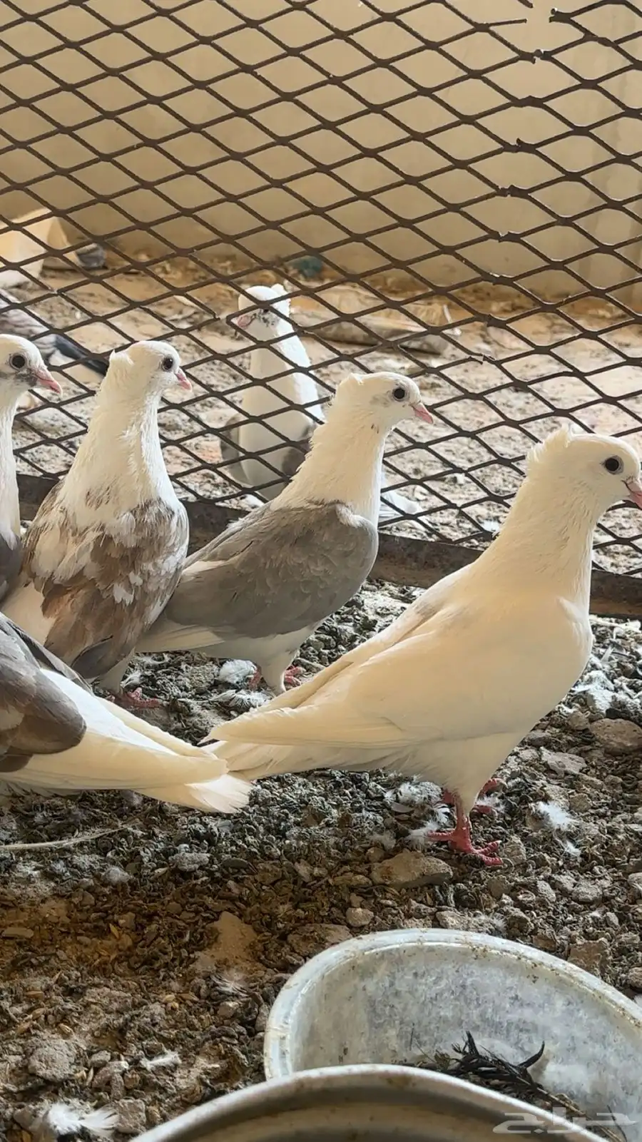 حمام منتج 1
