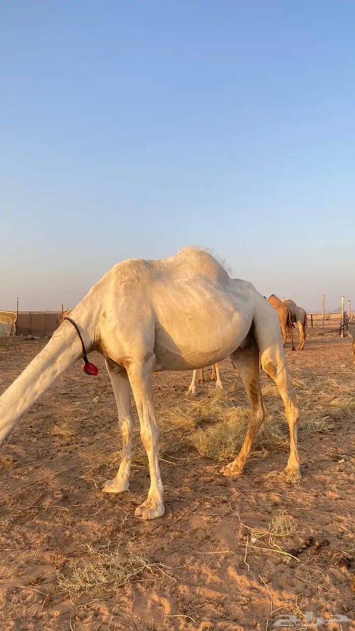 ناقة طيبه و هدية 6