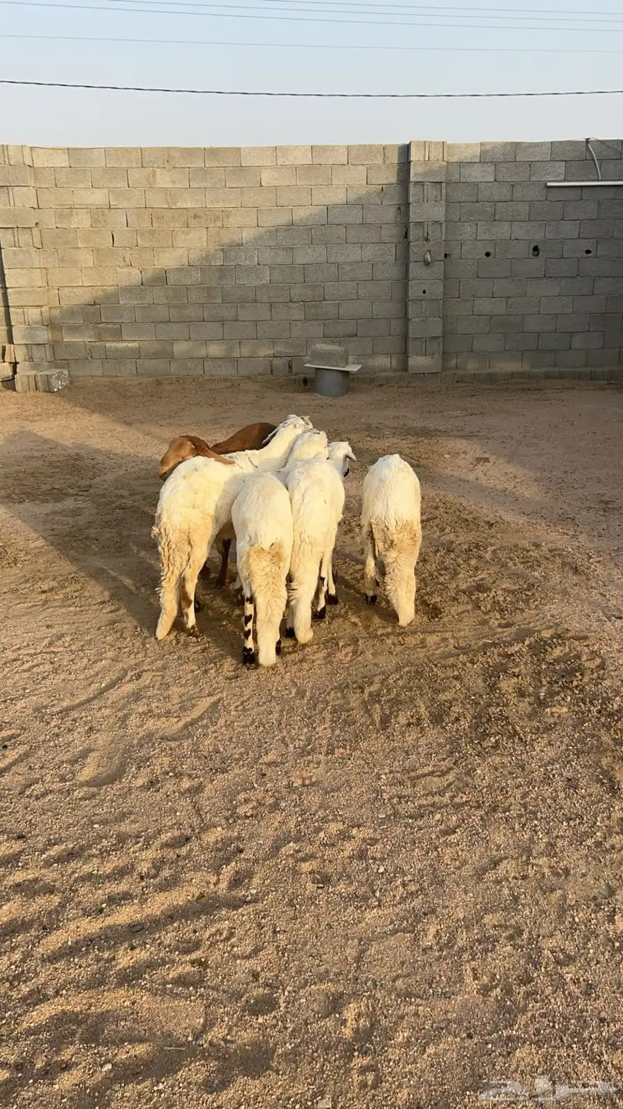 سواكن ذبايح 2