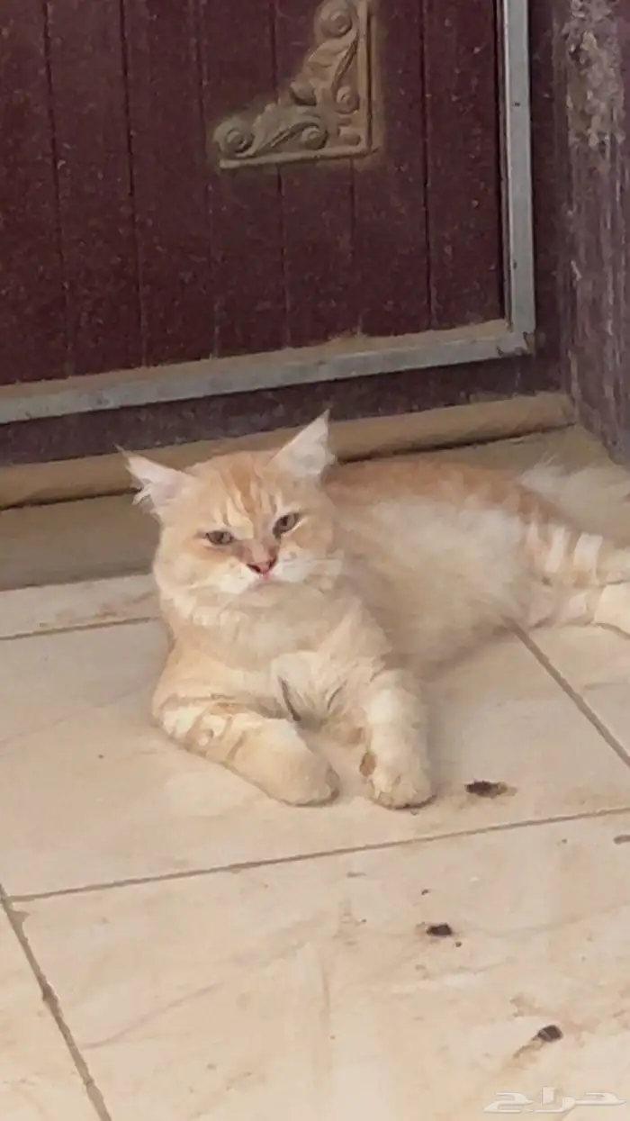 قط تبني ضايع 1
