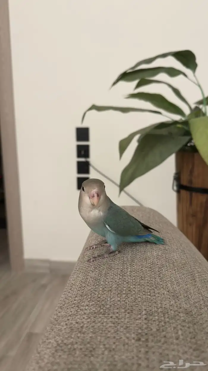 روز انثى العمر 9 شهور 0