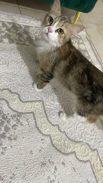 قطط صغيرة للتبني 0