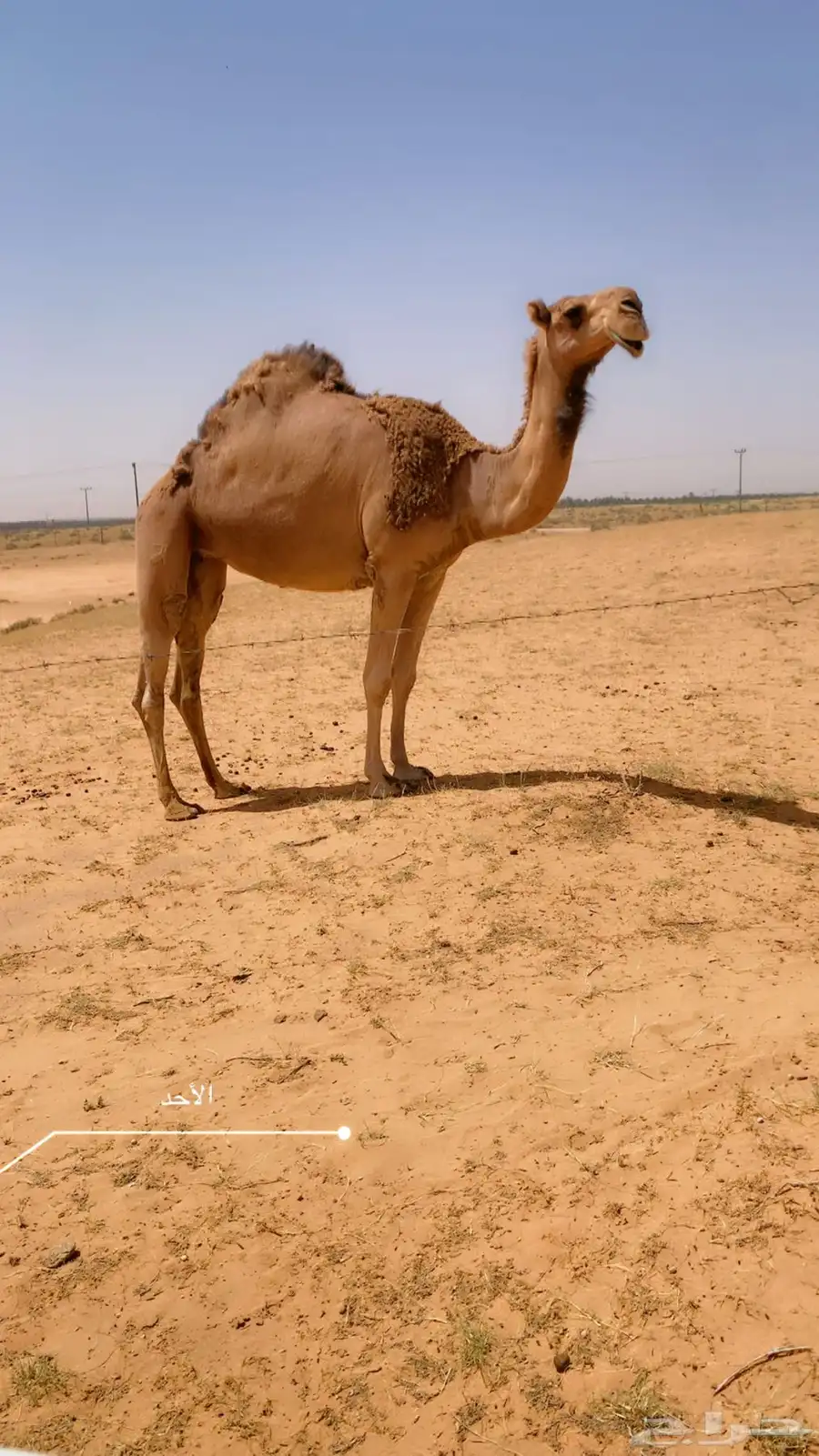 ضروبه للبيع على جميع الشروط 1