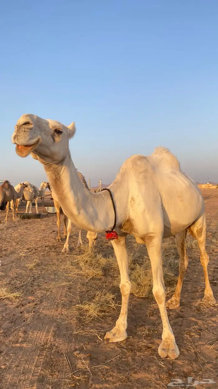 ناقة طيبه و هدية 7