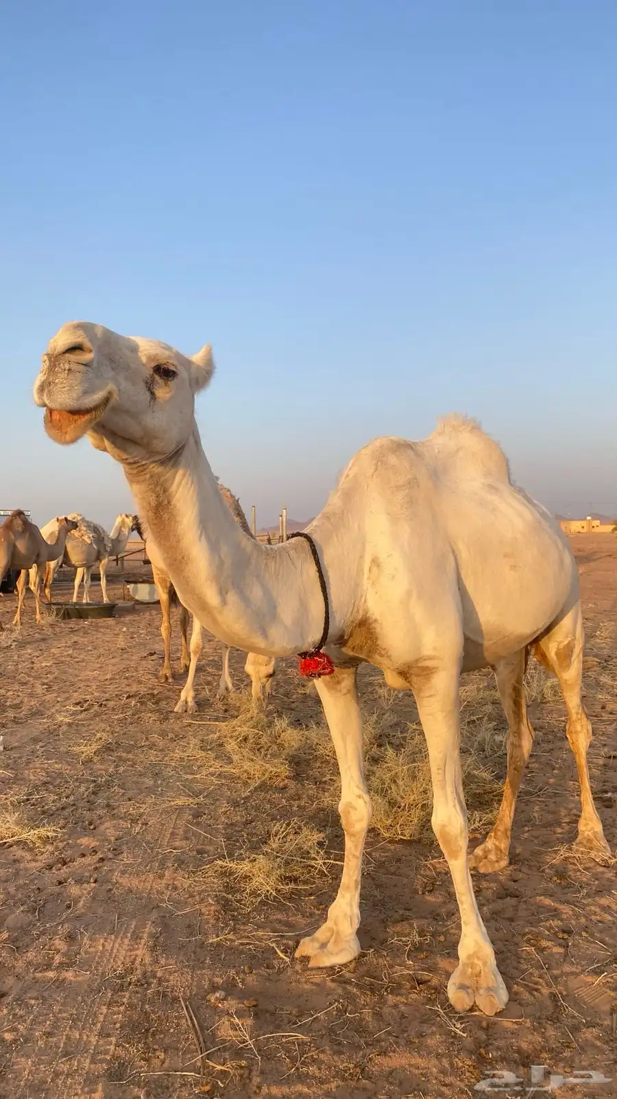 ناقة طيبه و هدية 7