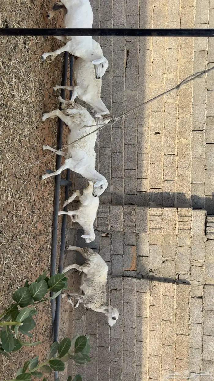غنم متابيع 4