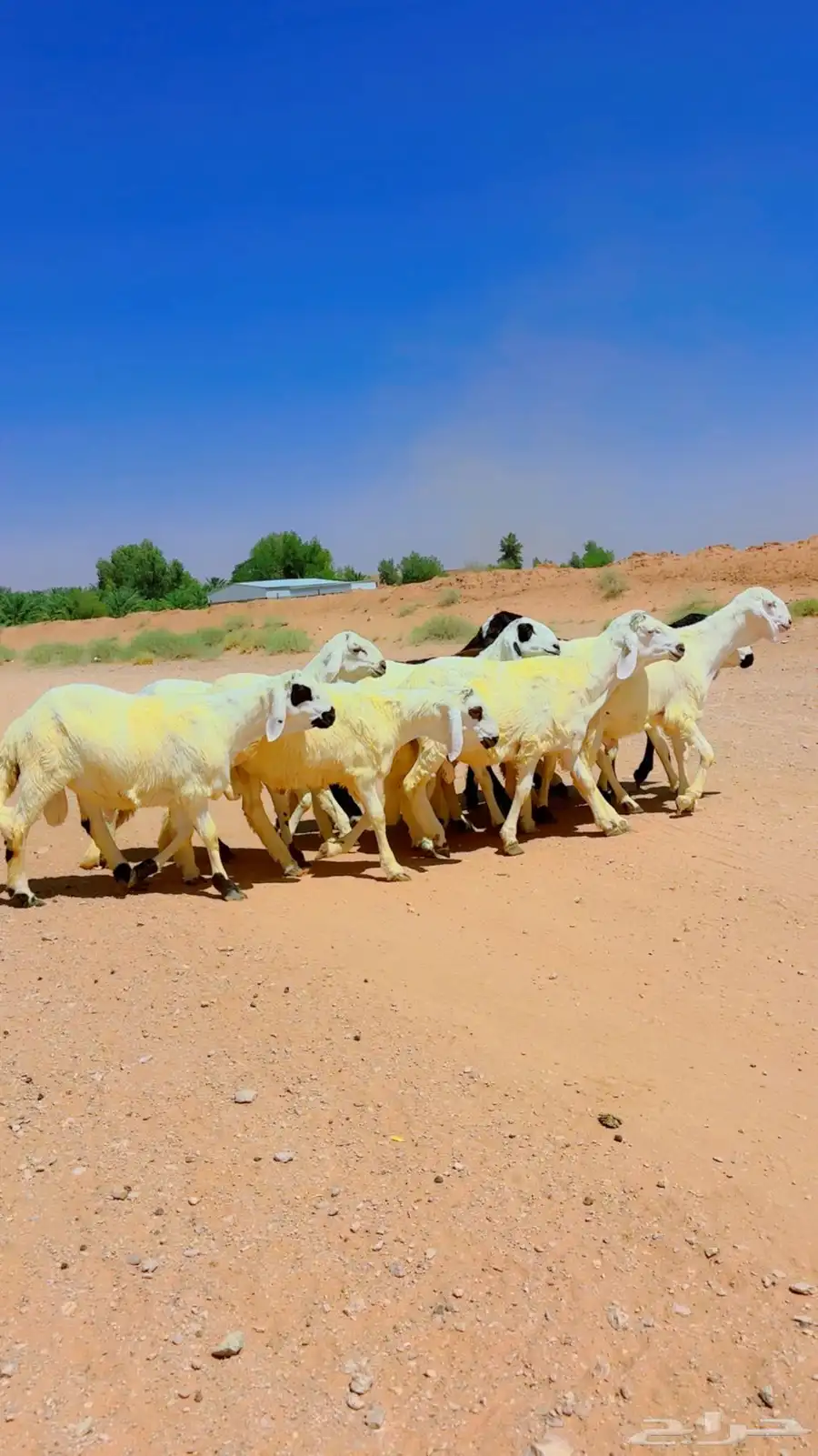 سواكن جذعان شبيه الحري 10