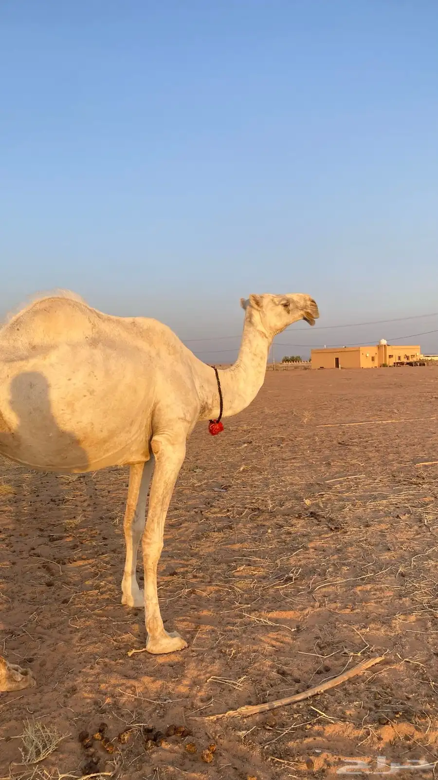 ناقة طيبه و هدية 0