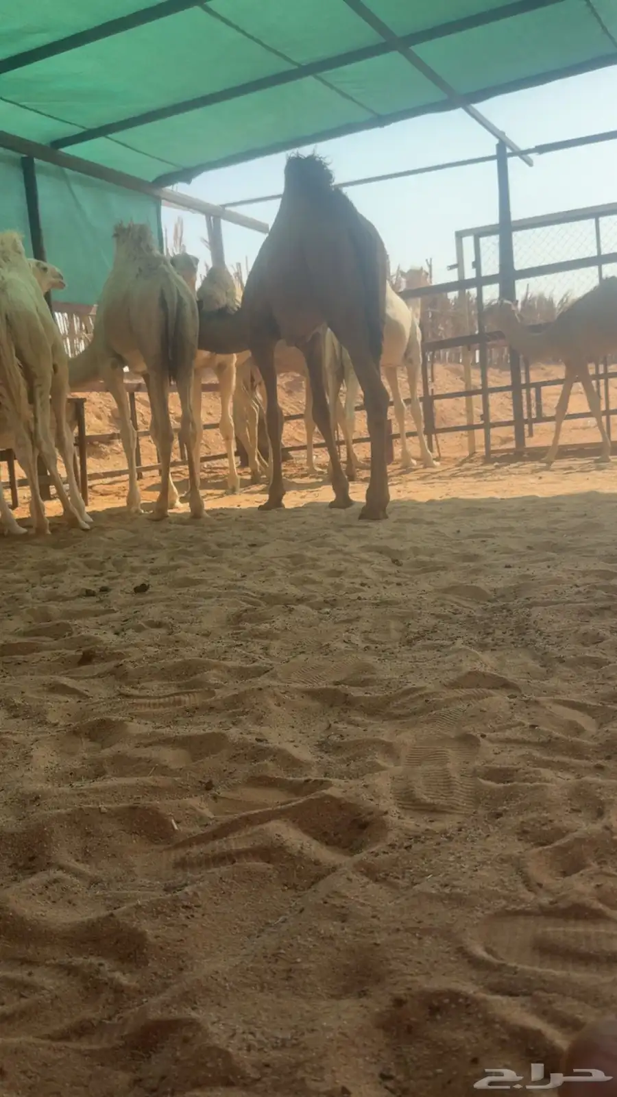 قعدان فحول 0