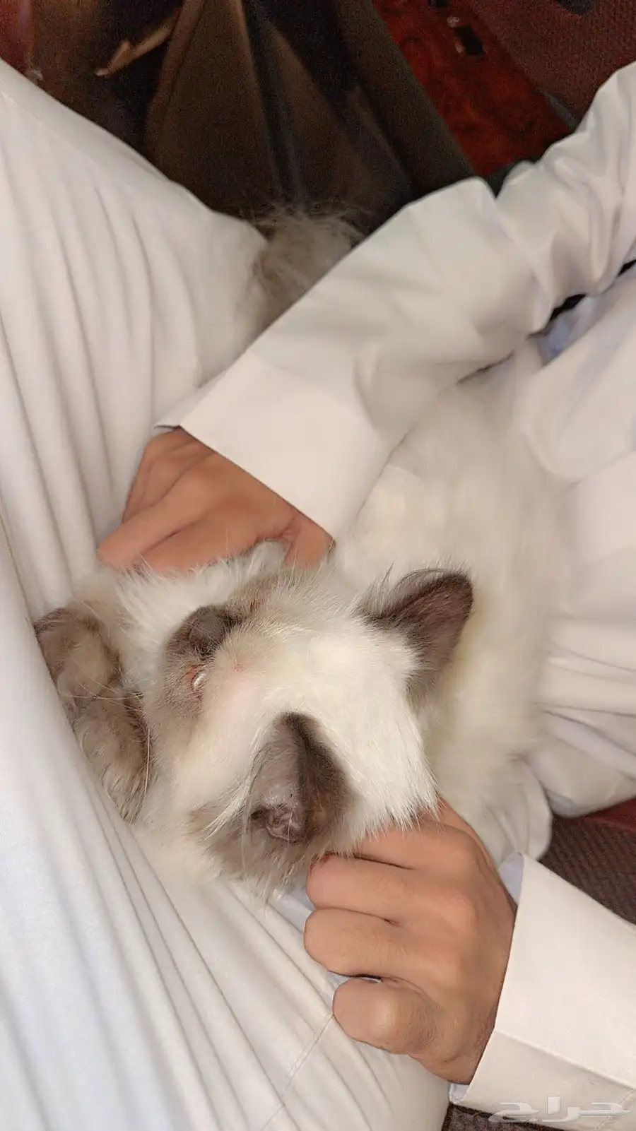 قطو ذكر للبيع هملايا 0