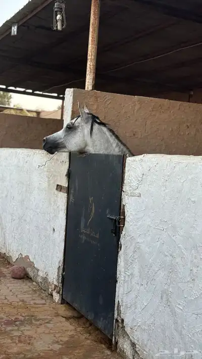 حصان واهو مكس جمال ركوب 5