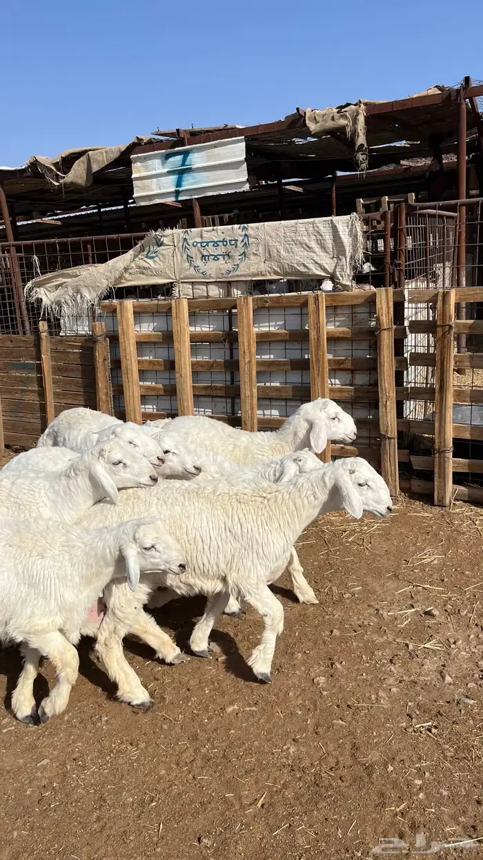 طليان حري حبصي شي طيب وفاخر 7