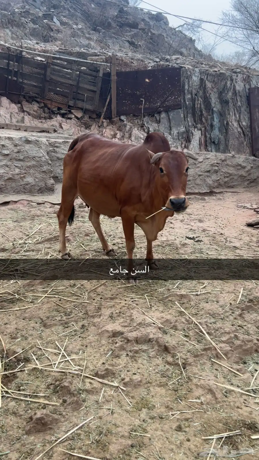 بقر للبيع 0