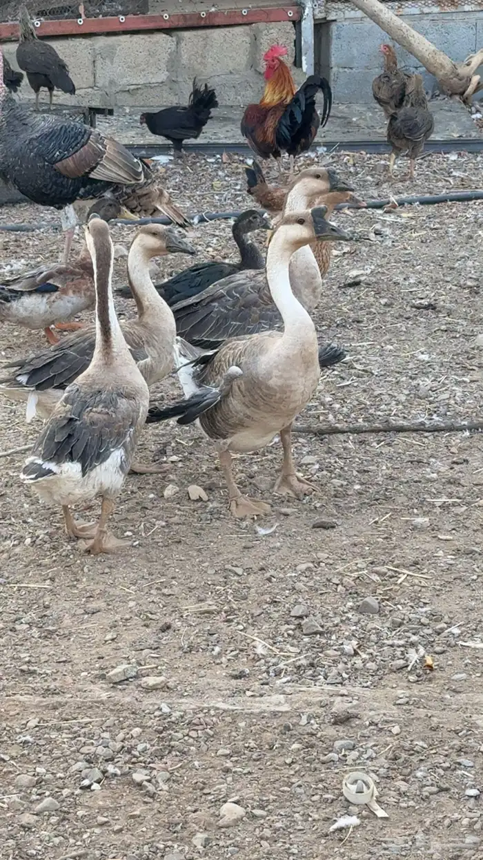 وز عراقي 1